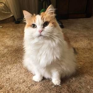 Meet your Posher, Joanne